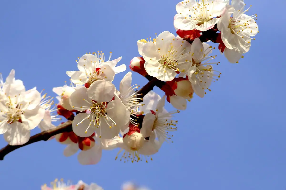 Sprache der Pflaumenblütenblume