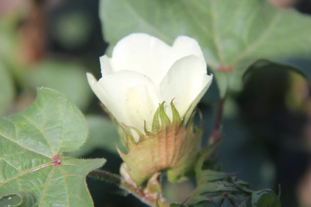 Cotton Flower Language