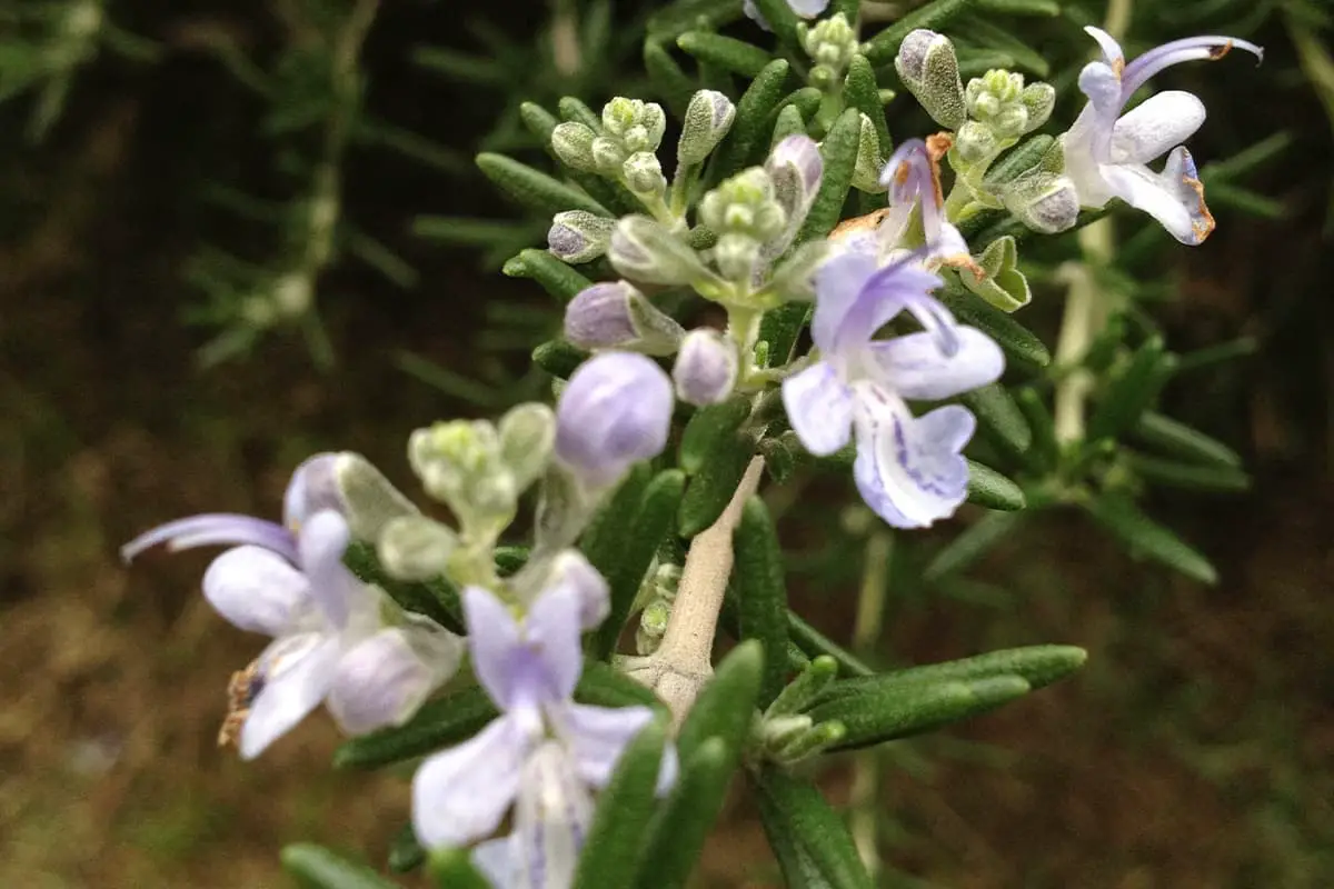 Rosemary Flower Language