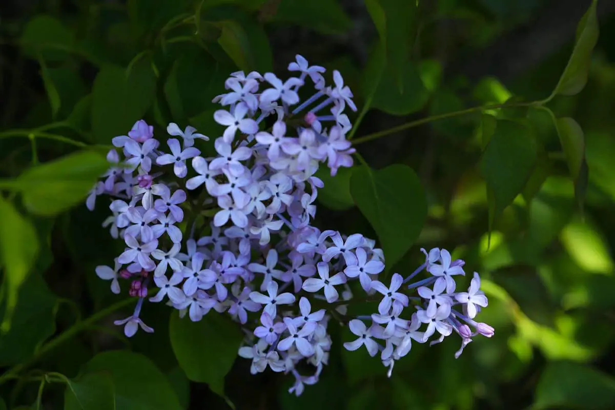 Lilac Flower Language