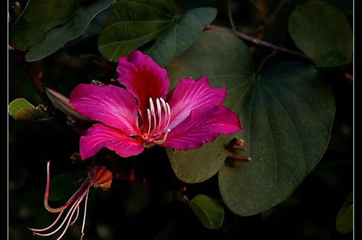 Bauhinia