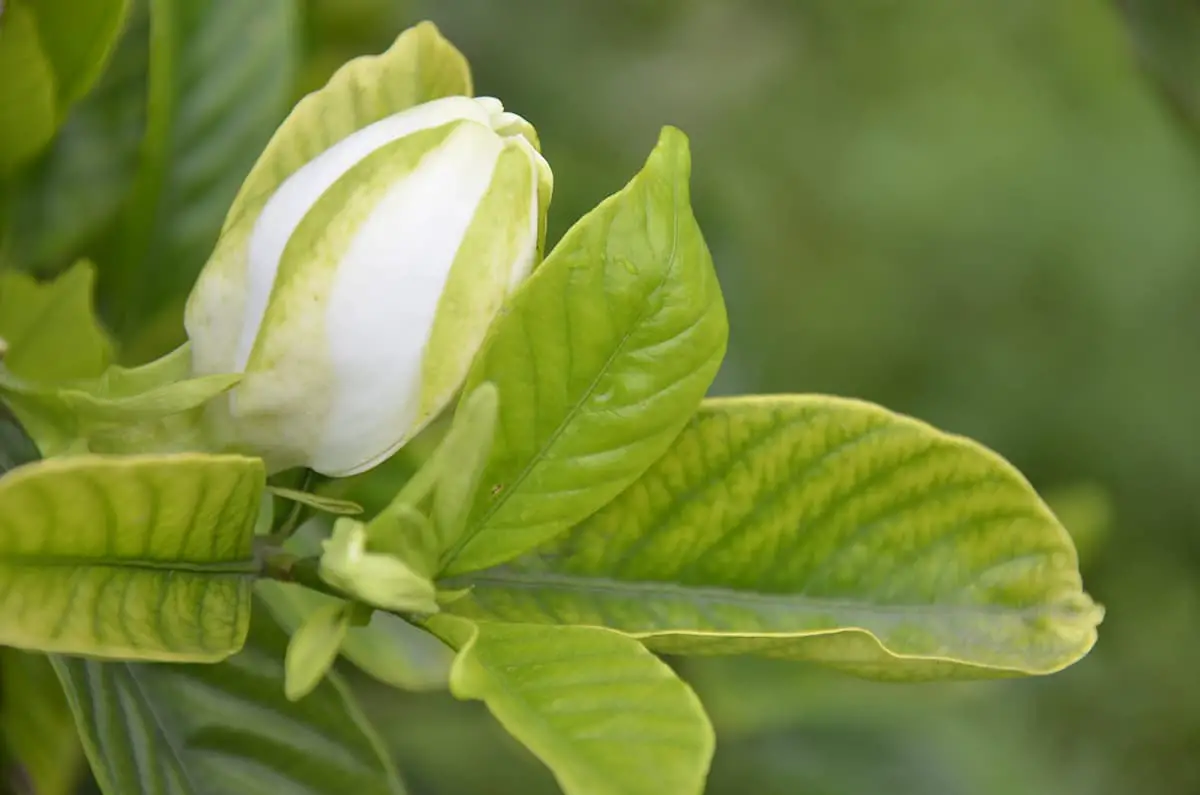 Gardenia