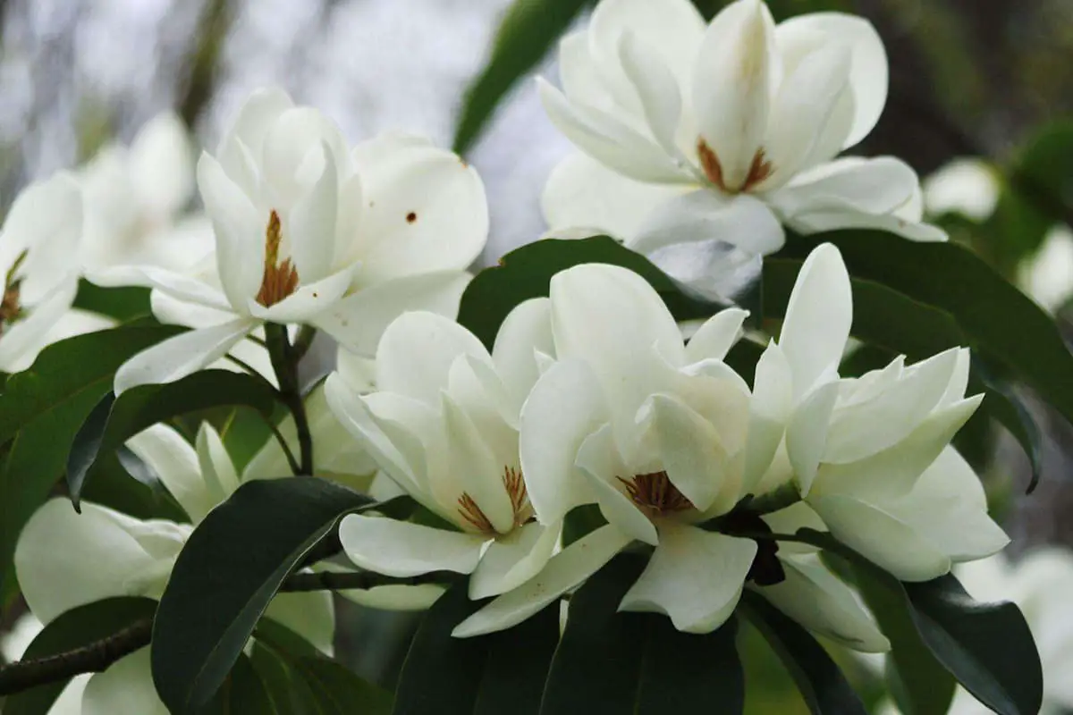 Michelia Alba