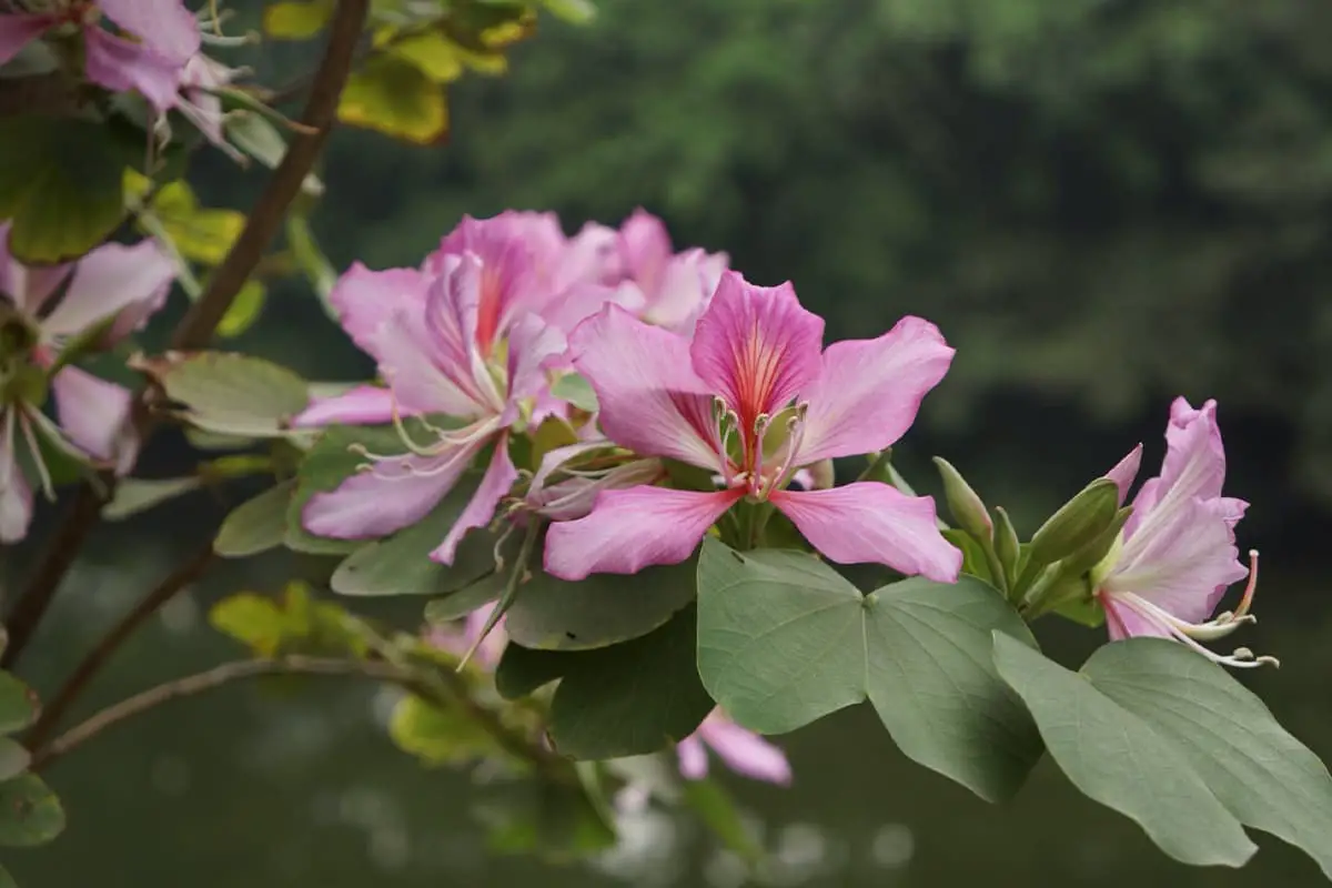 Bauhinia