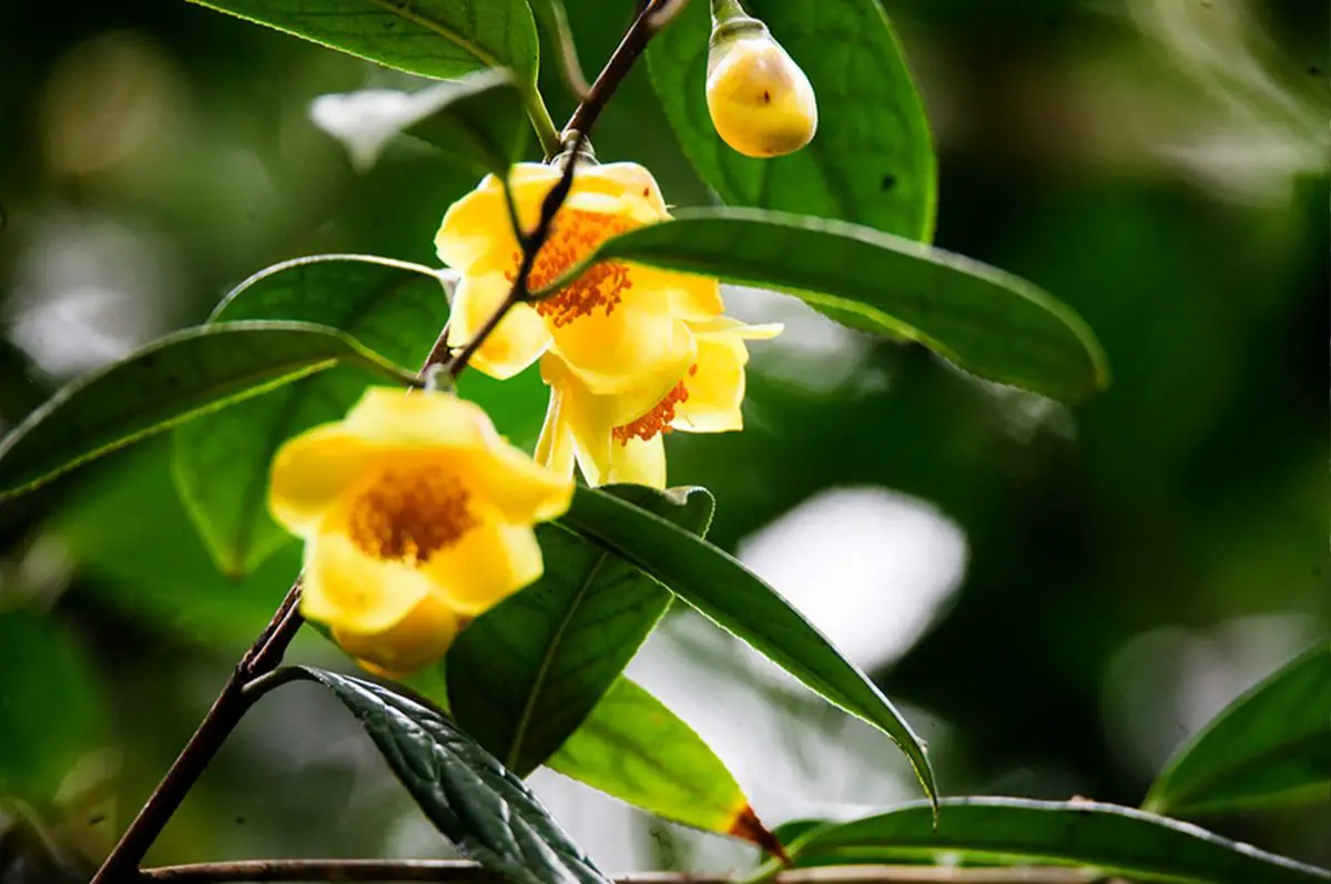 Golden Camellia