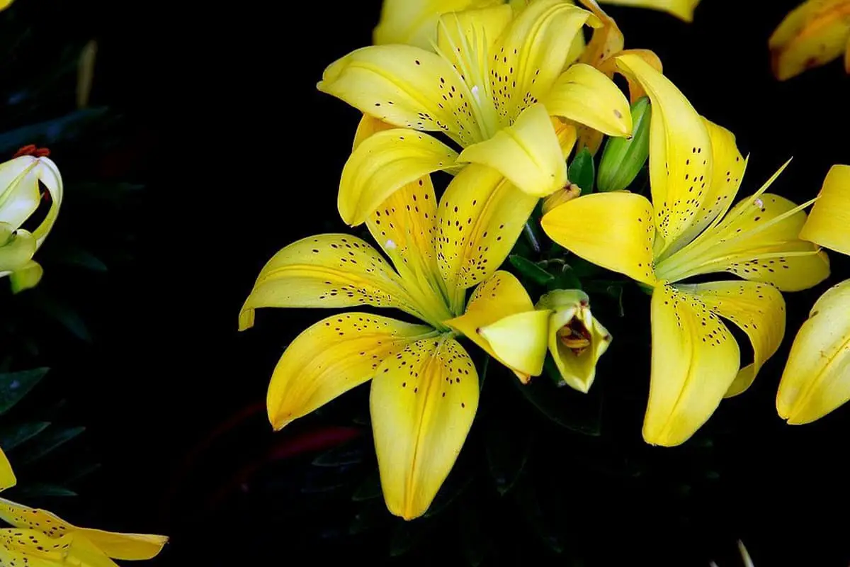 Yellow Lilies