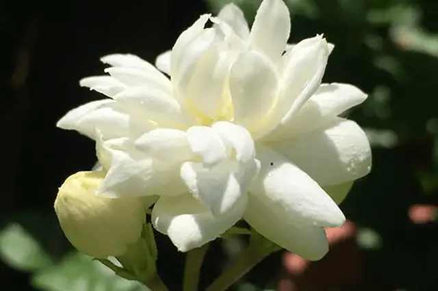 Chrysant Jasmijn