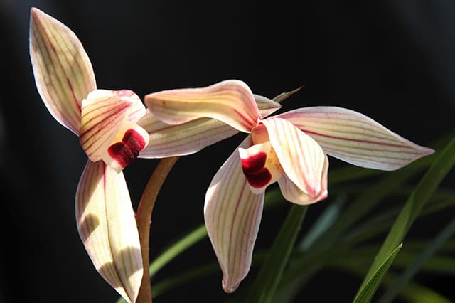 Lotus Petal Orchid