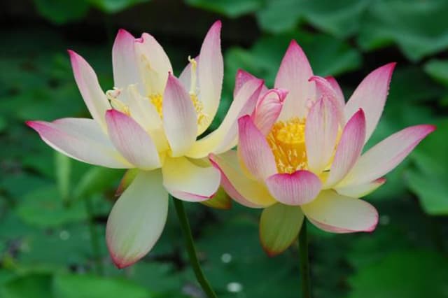 Miniature Tri-color Lotus