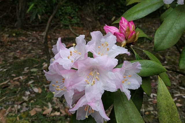 Affenkopf-Rhododendron