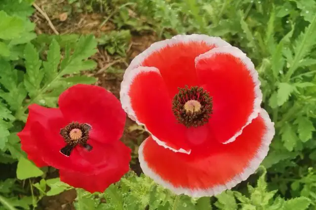 Poppy