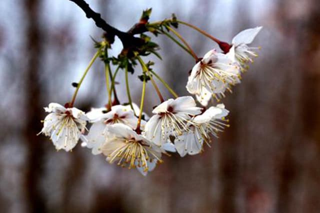 Welcome Spring Cherry