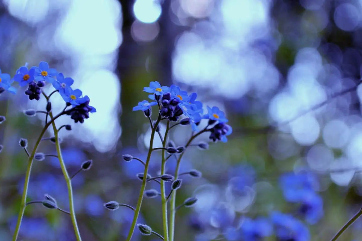 Starry Flower Language