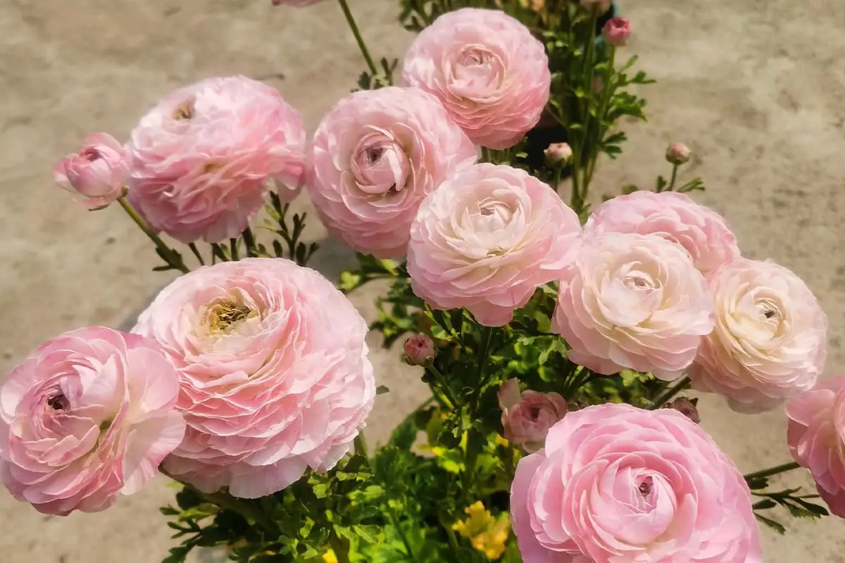 Hahnenfußblume Sprache