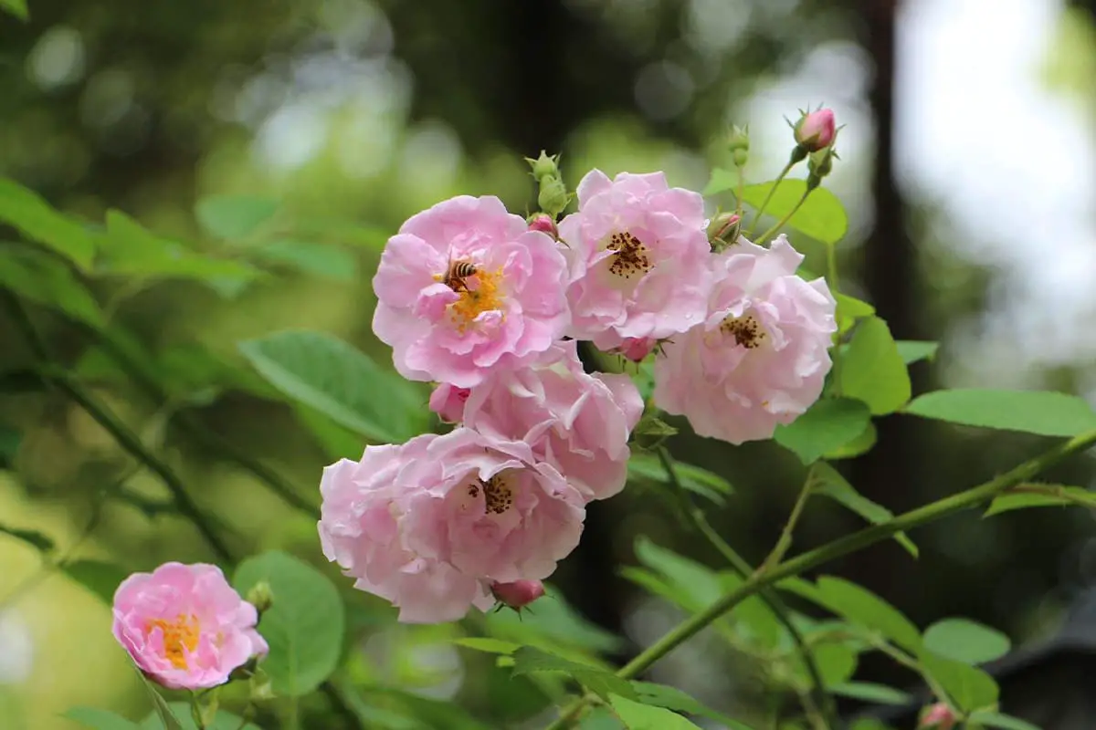 Sprache der Rosenblüten