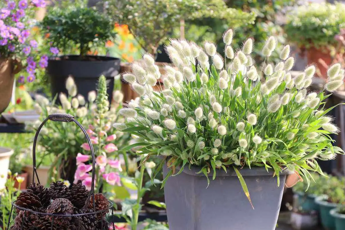 Rabbit Tail Grass Flower Language