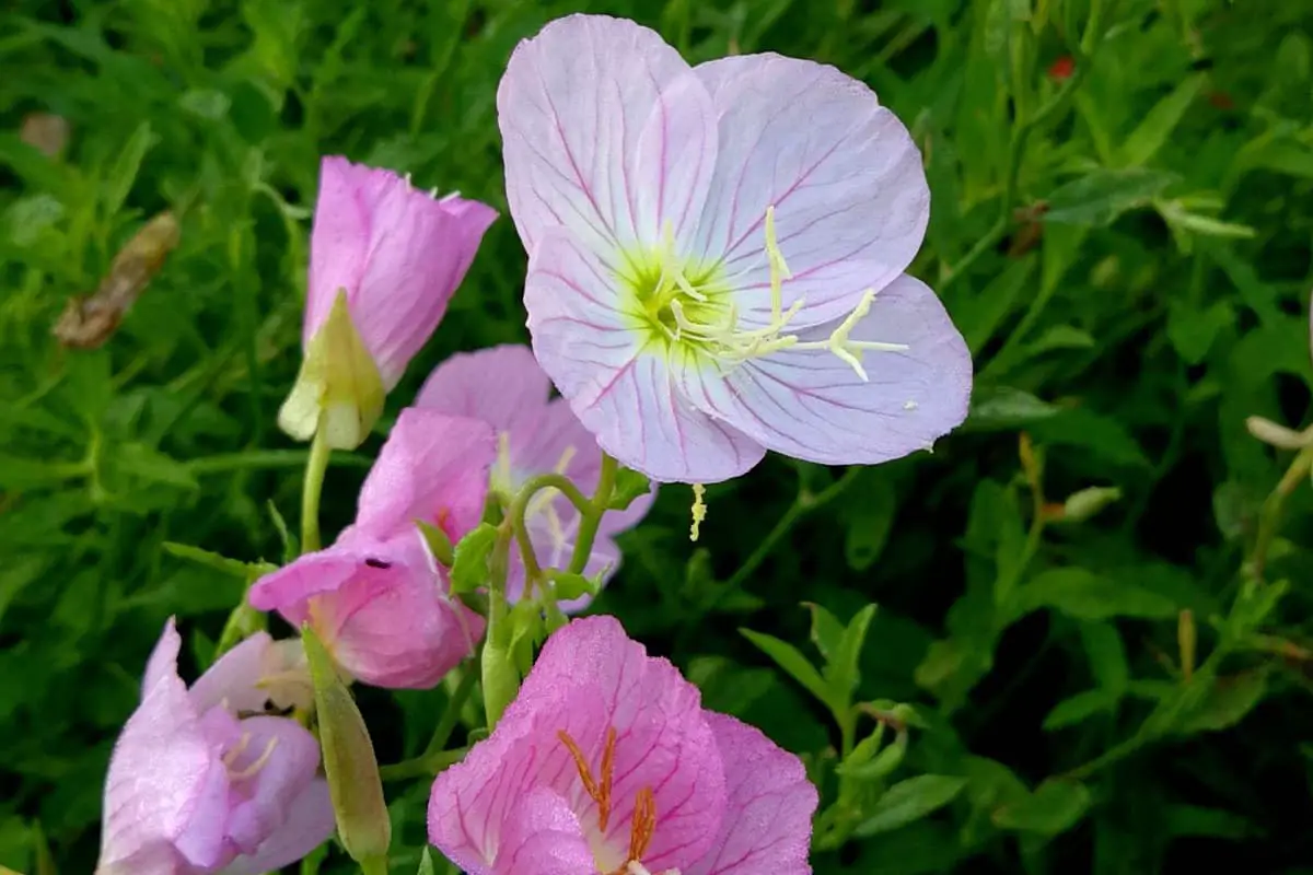 Bahasa Bunga Evening Primrose