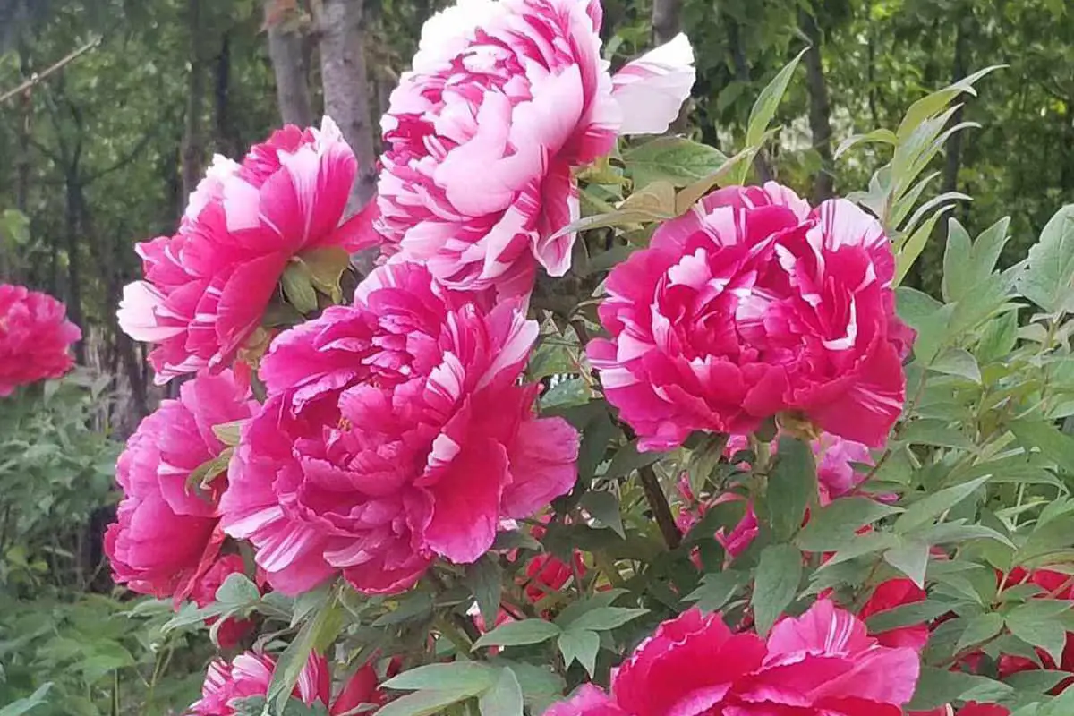 Peony Flower Language