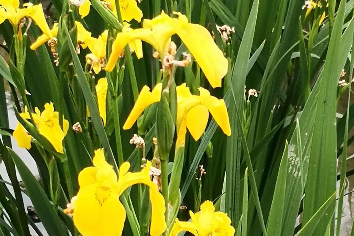 Sprache der Irisblüten