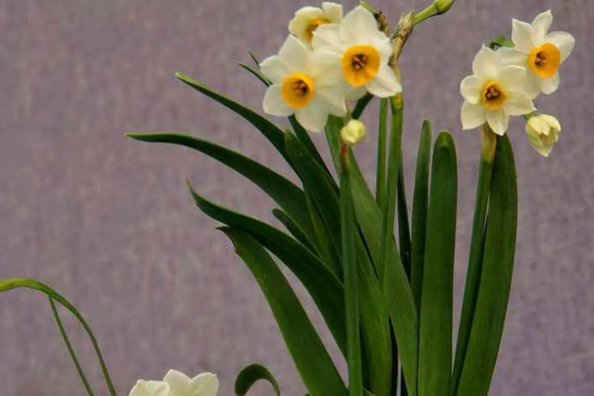 Narcisbloemen Taal