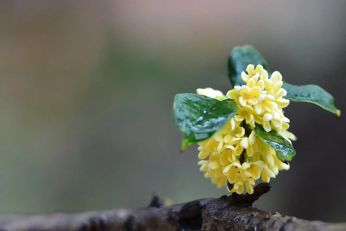 Bahasa Bunga Osmanthus