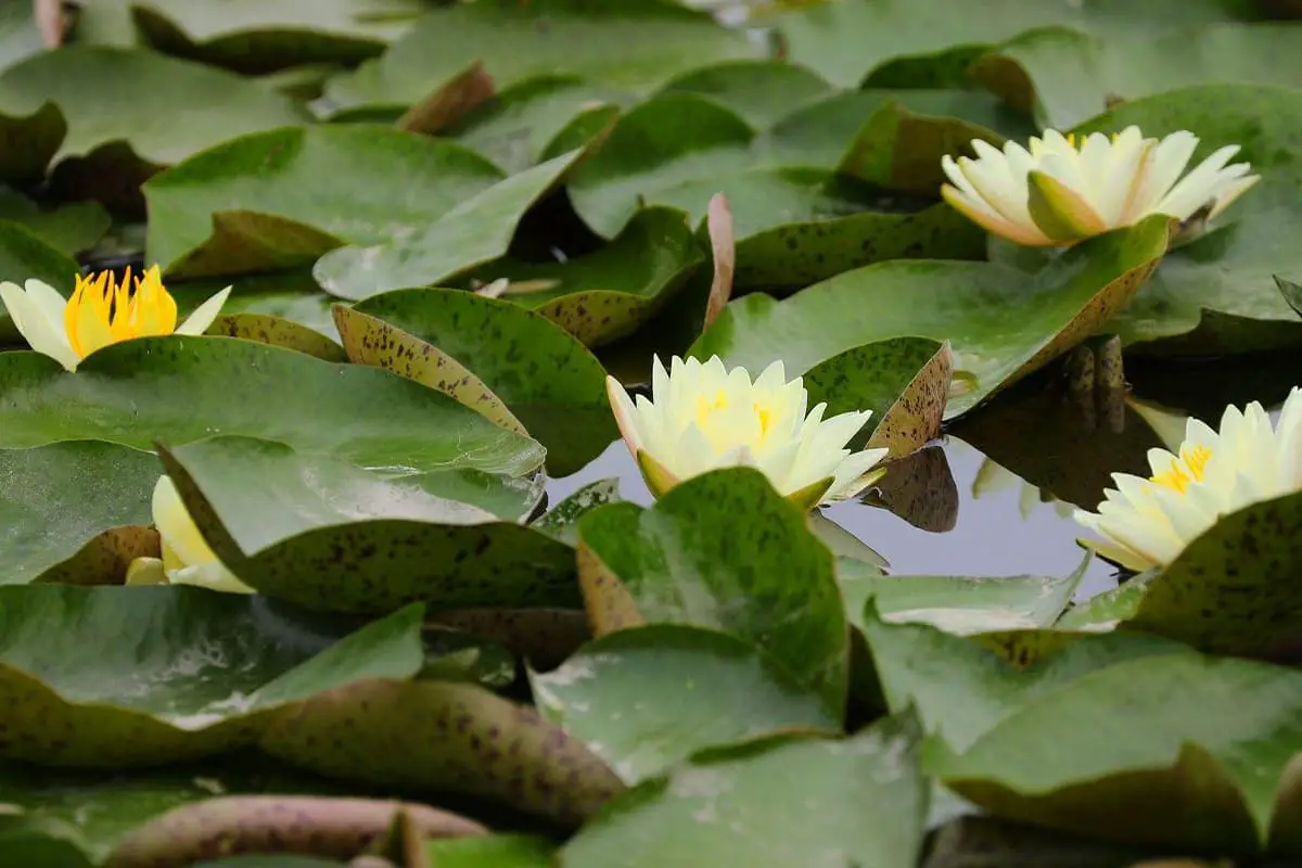 Seerosenblüte Sprache