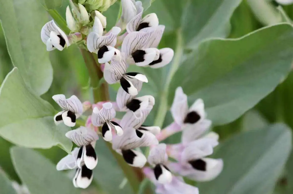 Broadbean Flower