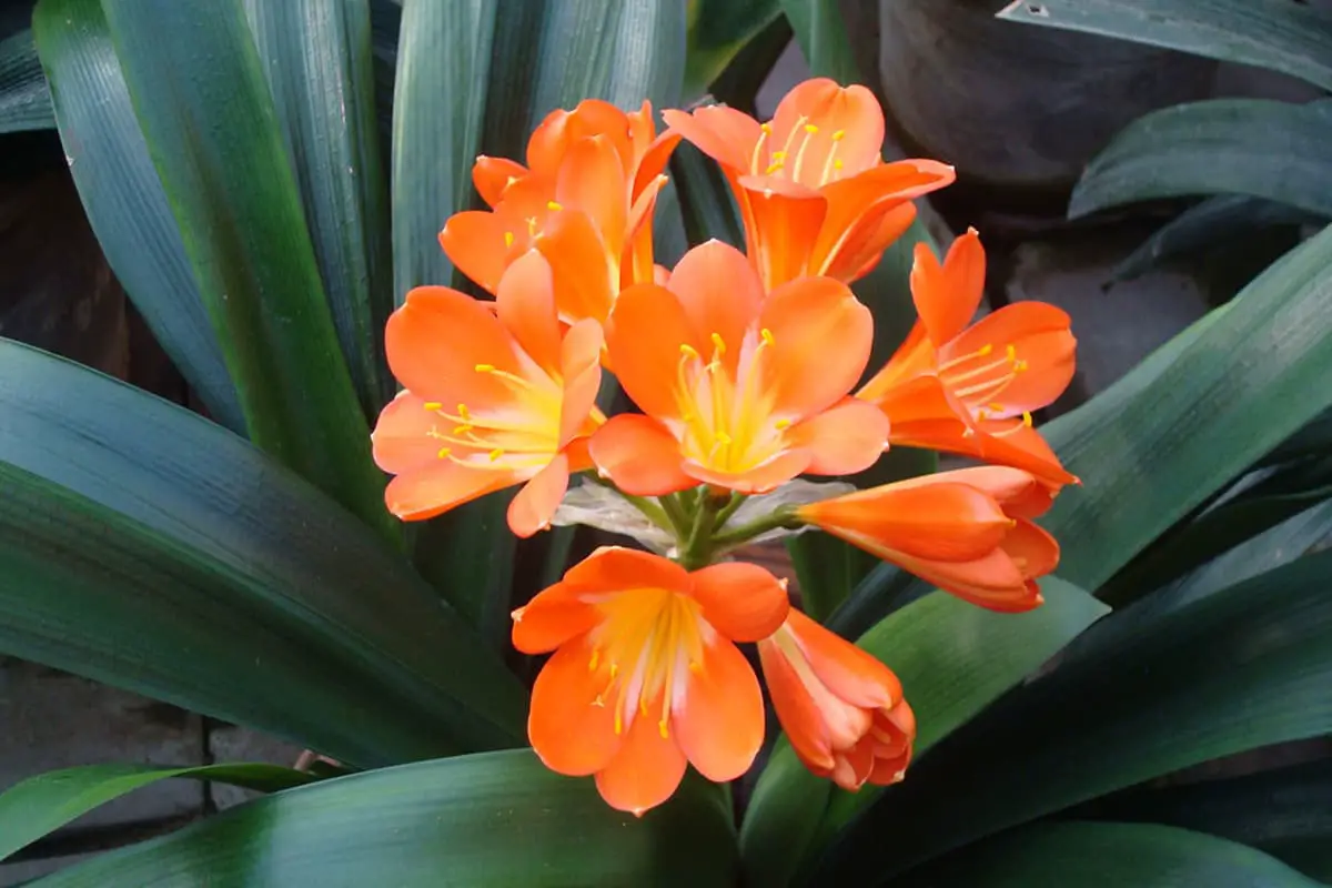 Clivia