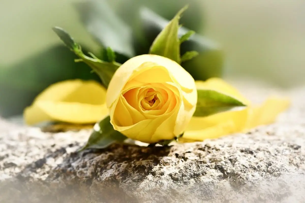 6. Yellow Rose (Infidelity and Jealousy)