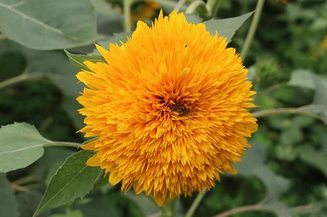 Giant Sungold Sunflower