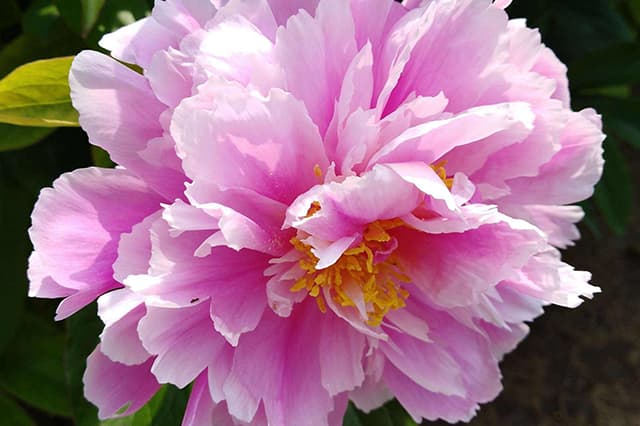 Rivalité avec les pivoines