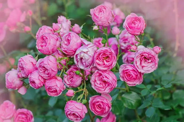 Pink Yves Piaget Rose