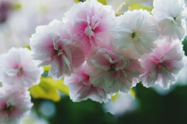 Samantabhadra Cherry