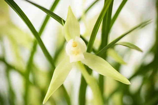 Spring Orchid