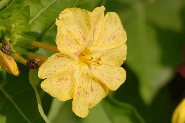 Yellow Jasmine