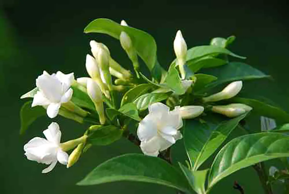 Gardenia