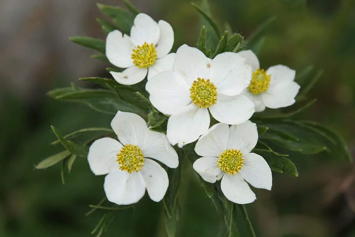 Zilveren Lotusbloem Taal