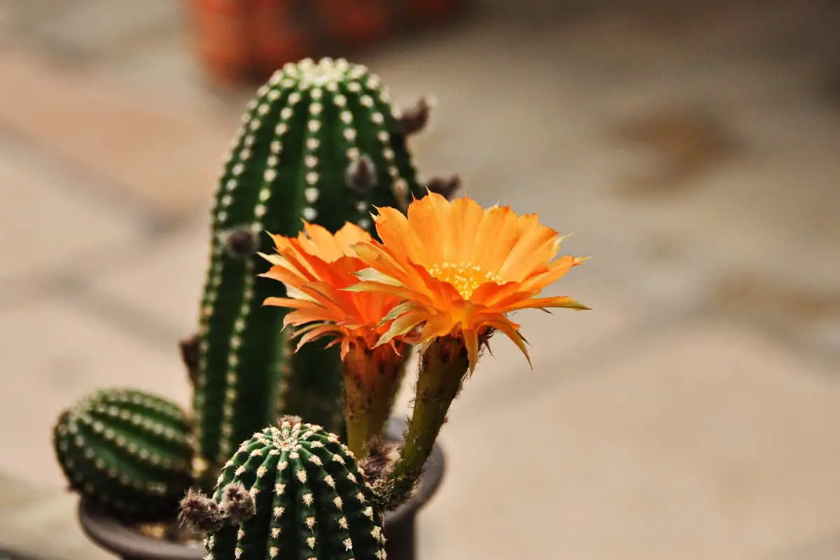 Cactusbloemen Taal