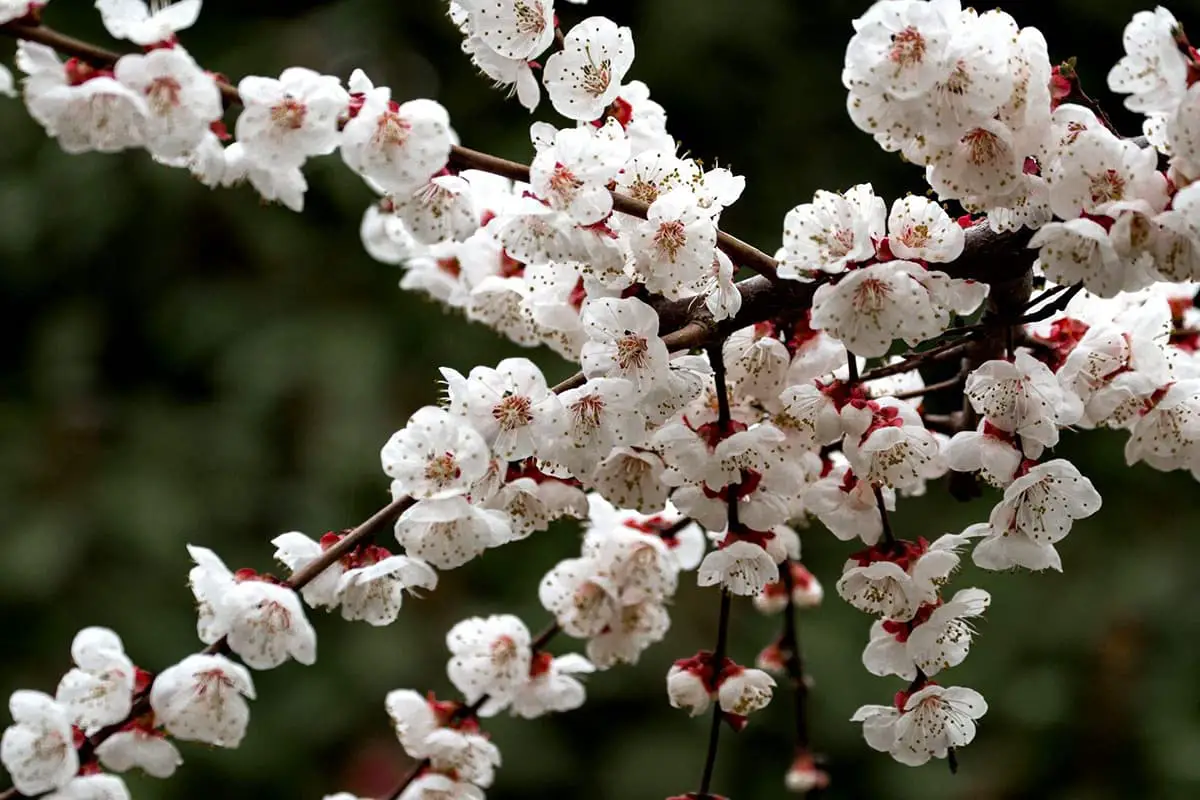 Apricot Flower Language