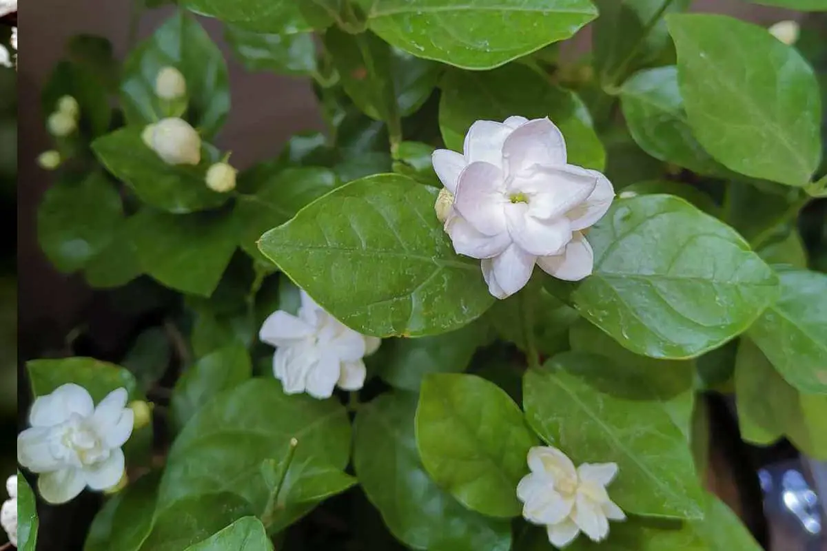 Jasmine Flower Language