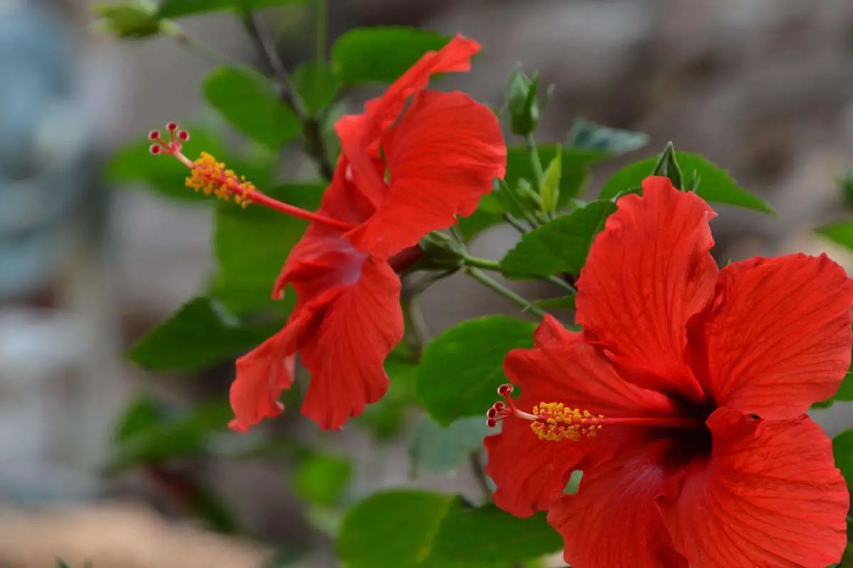 Hibiskusblüte Sprache