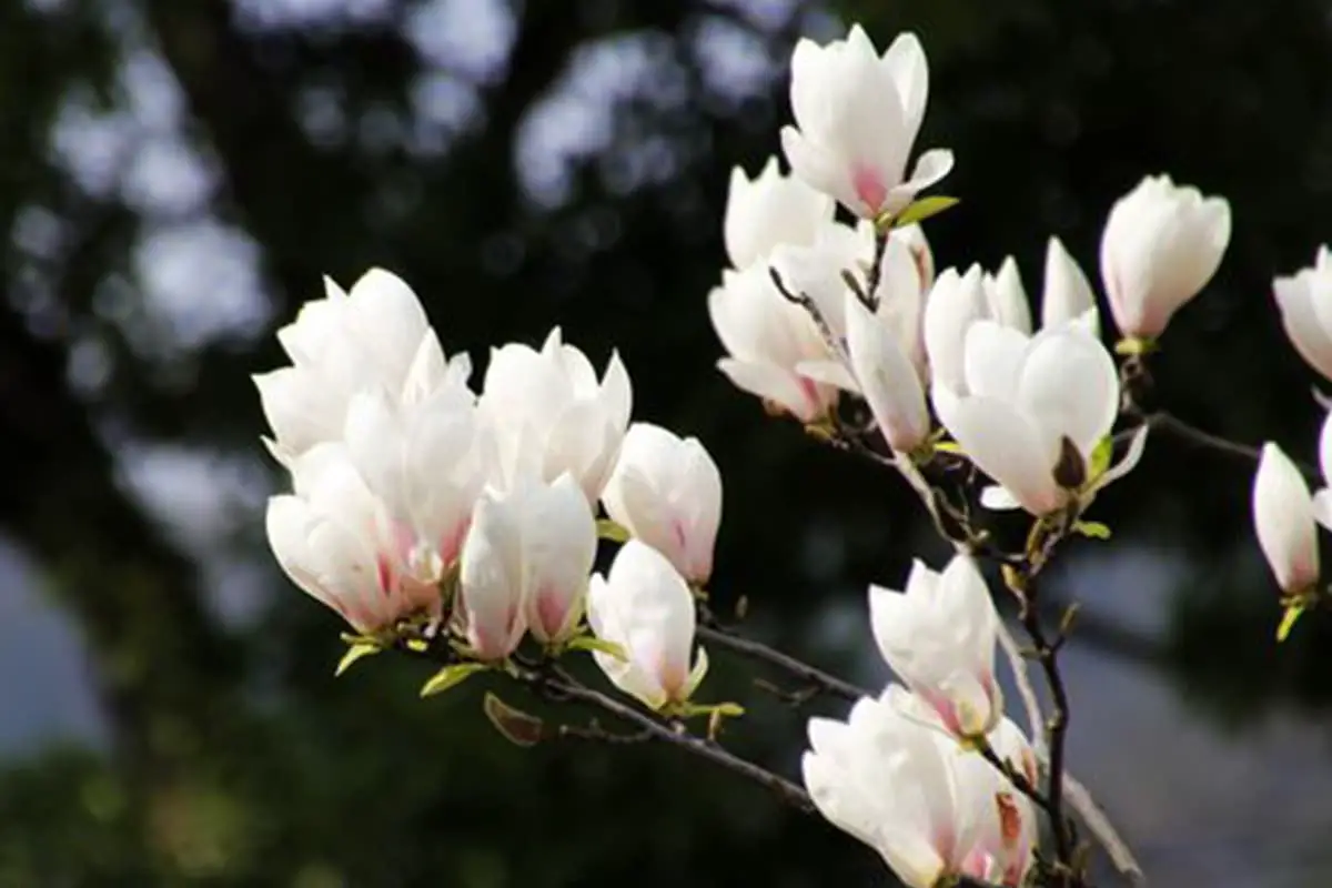 Magnolienblütensprache