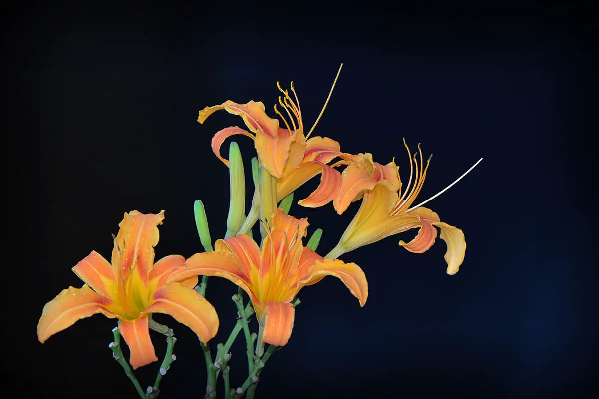 Daylily Bloemen Taal