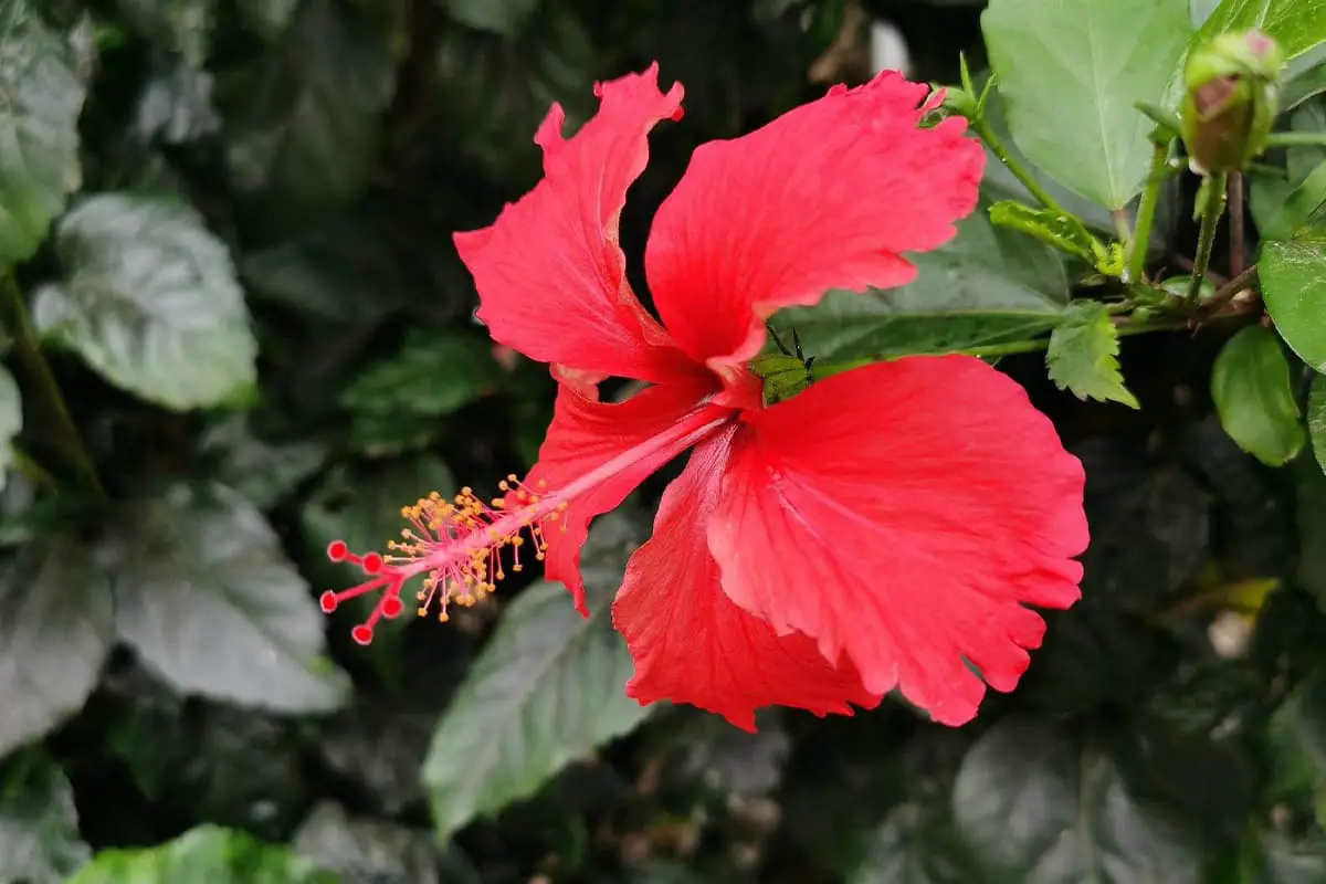 Hibiskusblüte Sprache