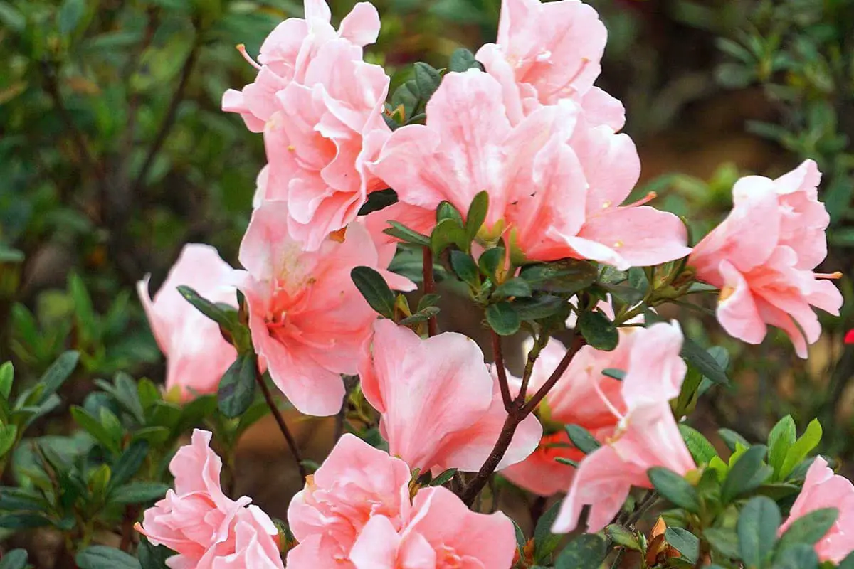 Azalea Flower Language