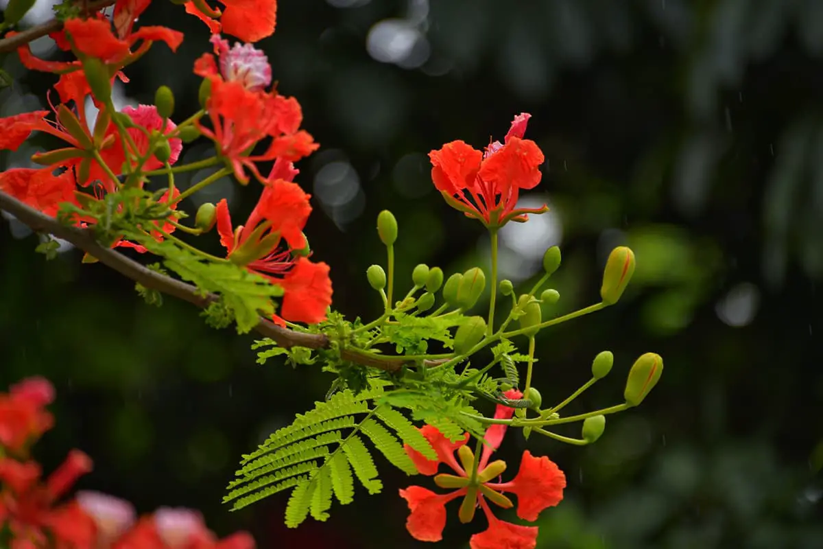 Flame Tree Flower Language