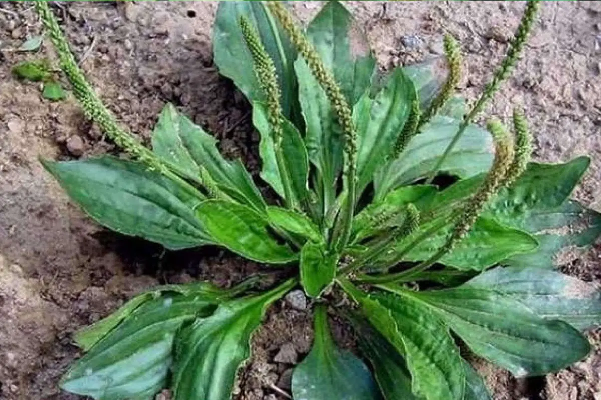 Pisang raja