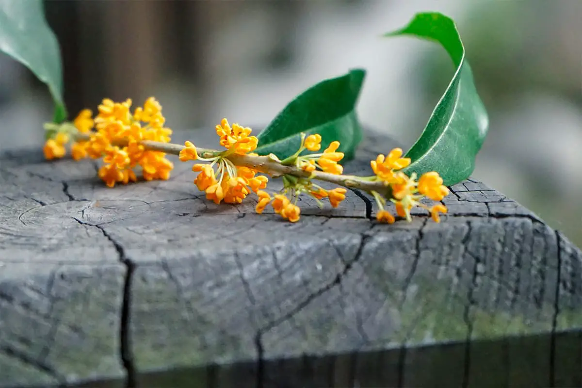 Osmanthus