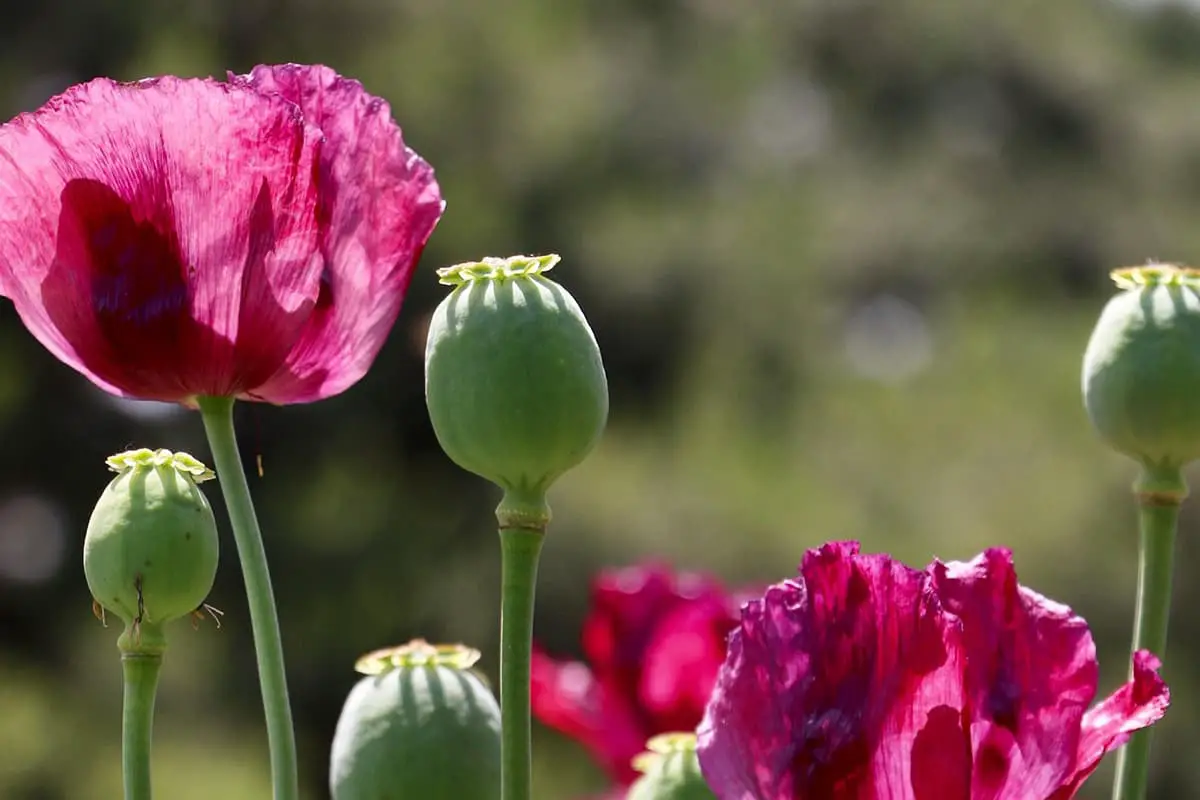 Coquelicot