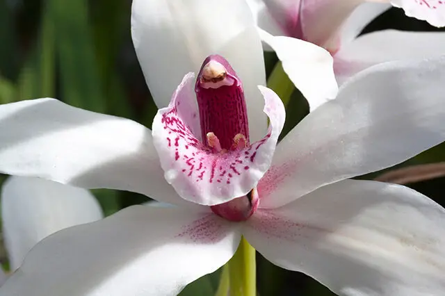 Fragrant Orchid